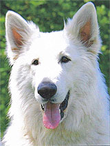 Hunter-Louis of beautiful White