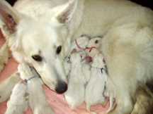 Keona mit ihren 10 Welpen