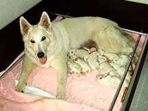 Keona mit ihren 10 wei&szlig;en Sch&auml;ferhundwelpen