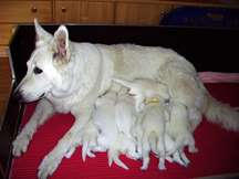 Keona mit ihren 10 Welpen am 15. Tag