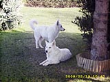Bruce und Keona im Garten