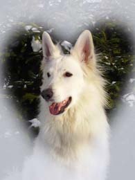 Balou from the White Kings