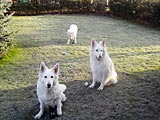 Keona, Balou und Bruce