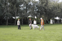 Carwyn Gruppe ohne Leine