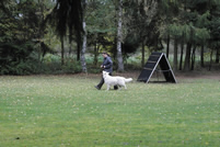 Keona fu&szlig; ohne Leine