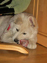 Geschenke auspacken und fressen