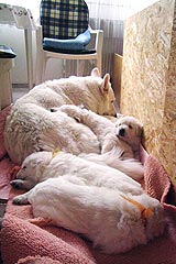 ausgesperrt beim Saubermachen