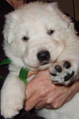 gr&uuml;ner Schnuggel