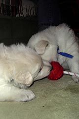 wir spielen in der Stube