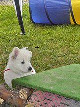 das ertste Ohr steht