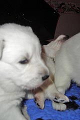 Schau mal &hellip; (blau) 