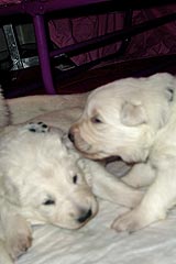 Welpen (silber und orange)