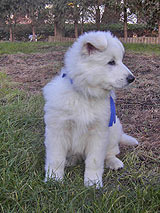 Carlo Prinz nach H&uuml;ttenrode