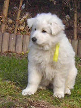 Carwyn nach Heusweiler bei Saarbr&uuml;cken