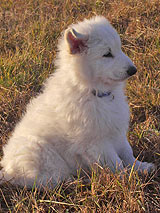 Connor nach Nestal bei Z&uuml;rich