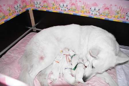 Coralie mit 8 Welpen