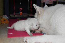 Keona beim Welpen sauber machen