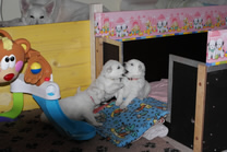 Draginja,Delu,Davinia