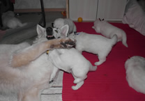 Keona spielt mit den Welpen