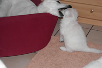 habe bestimmt etwas falsch gemacht