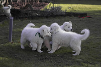 Destino,Da Capo, Dyra