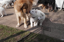 Bubi,Davinia,Destino Jack