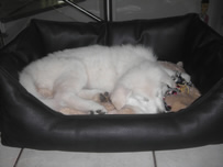 Dusty in seinem neuen Bett