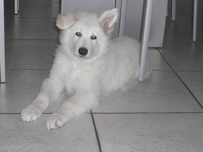 Dusty mit einem steh Ohr