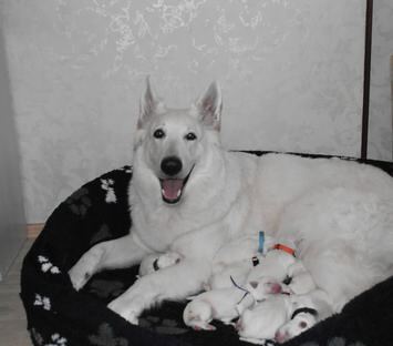 Coralie mit 8 Welpen