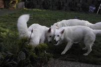 Destino,Coralie,Keona