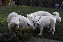 Destino,Coralie,Keona