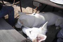 Dusty & Coralie im Restaurant