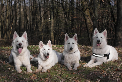 Dusty,Keona,Coralie,Dash