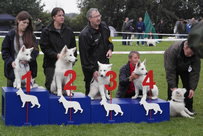 Welpen H&uuml;ndinen 