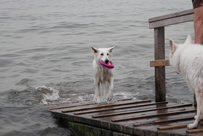 Coralie,Keona am Hundestrand