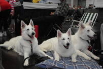 Coralie,Keona,Destino - Jack