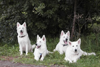 Dash,Drixi,Dusty,Keona