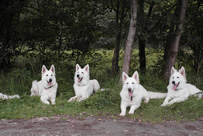 Coralie,Dyra,Davinia,Destino