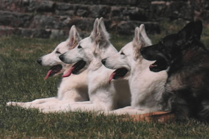 Davinia,Coralie,Keona,Enza