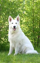 Wei&szlig;e Schweizer Sch&auml;ferhund Zuchth&uuml;ndin Keona Girl of Moonlight