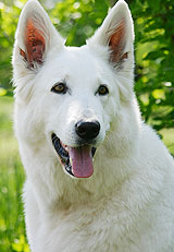 Keona Girl of Moonlight