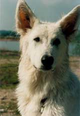 Asira - Lady of Moonlight