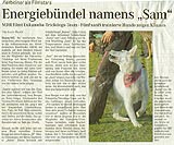 weißer Schweizer Schäferhund Sam