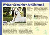 Wei&szlig;e Schweizer Sch&auml;herhunde