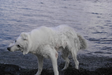 Keona sch&uuml;ttelt sich