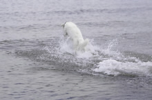 Coralie beim rein rennen