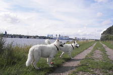 Coralie,Keona beim Spaziergang