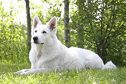 Keona - Girl of Moonlight