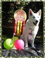 Keona gratuliert ihren Welpen