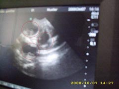 Ultraschallbild Keona